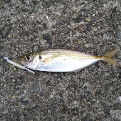 先週に引き続きタコ釣り